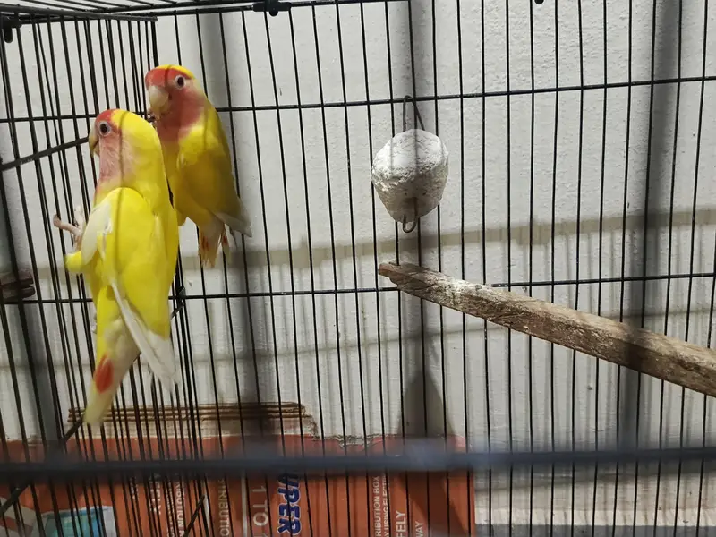 Lovebird fresh breeder pair — photo 3