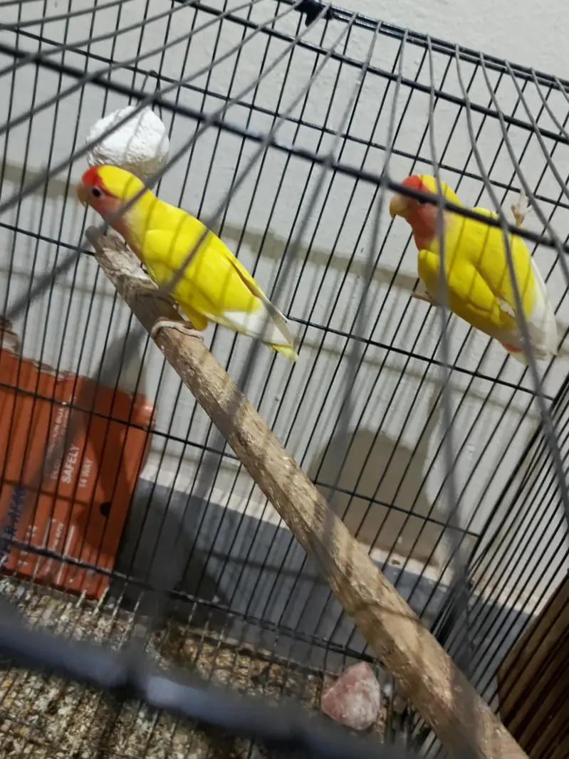 Lovebird fresh breeder pair — photo 4