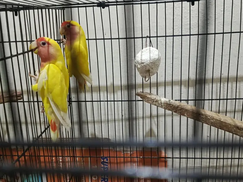 Lovebird fresh breeder pair — photo 5