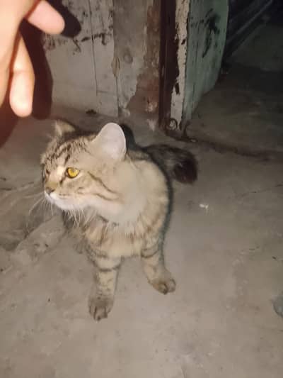 urgent sale