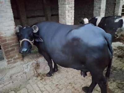 . بھینس