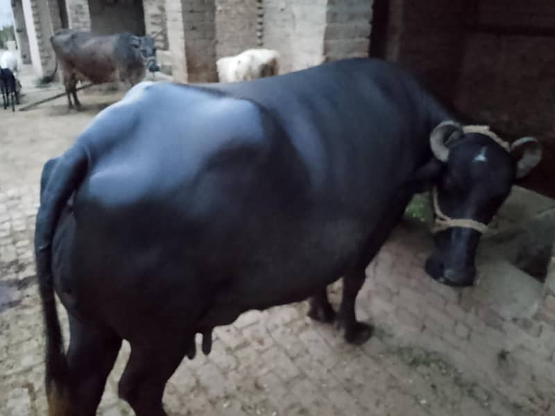 . بھینس 1