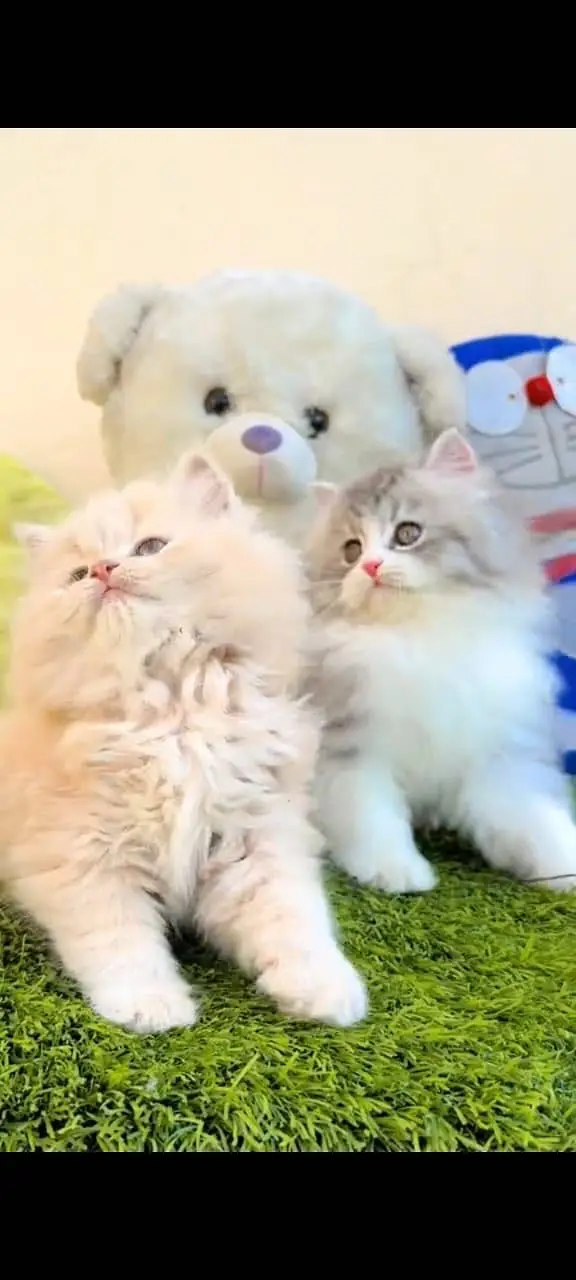 Quality Persian Punchface cat & kitten. moreWhatsApp 03704602354 — photo 2
