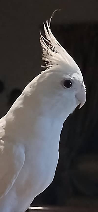 talking highly tamed cocktails for sale