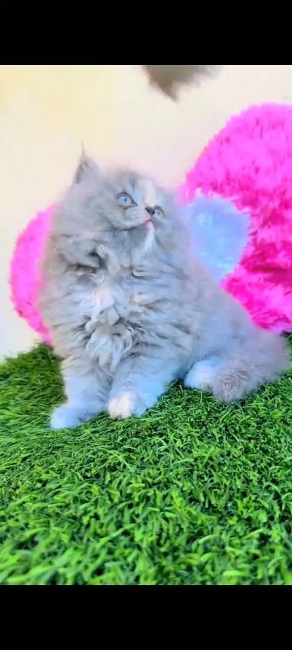 Quality Persian Punchface cat & kitten. moreWhatsApp 03704602354 — photo 3