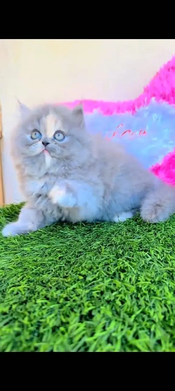 Quality Persian Punchface cat & kitten. moreWhatsApp 03704602354 — photo 4