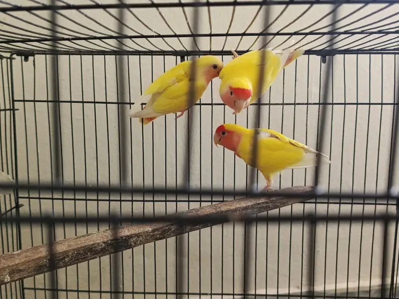 Lovebird fresh breeder pair — photo 6