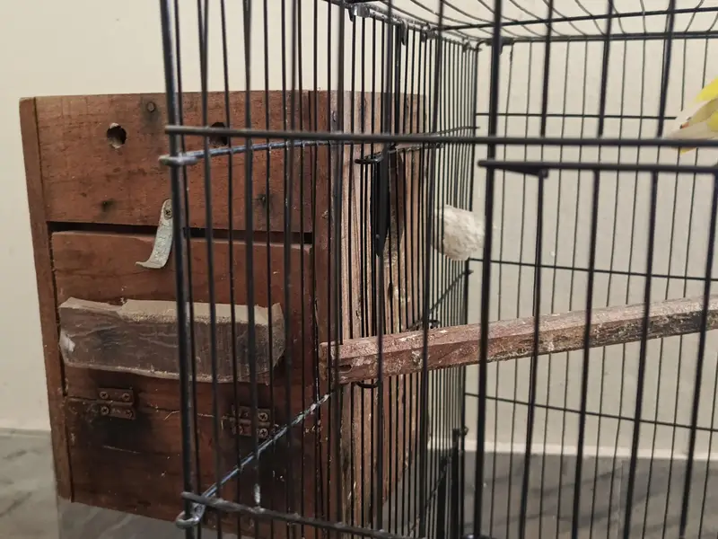 Lovebird fresh breeder pair — photo 7