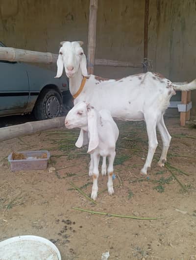 6 daant bakri or bacha