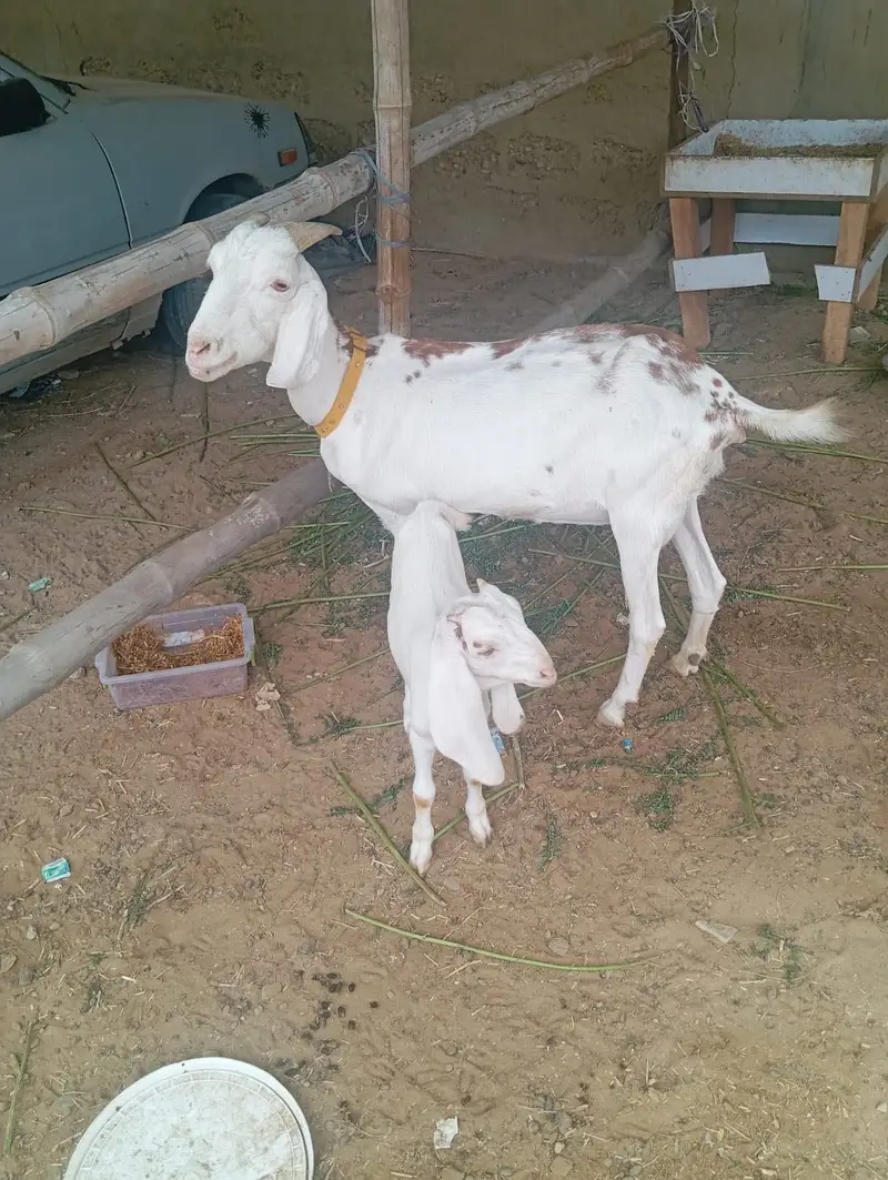 6 daant bakri or bacha — photo 2