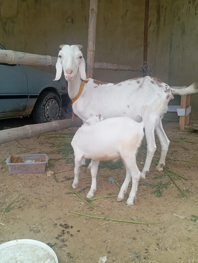 6 daant bakri or bacha — photo 3