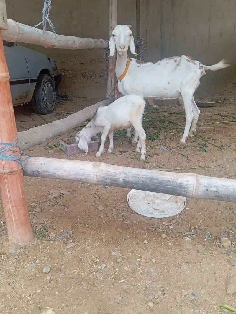 6 daant bakri or bacha — photo 4