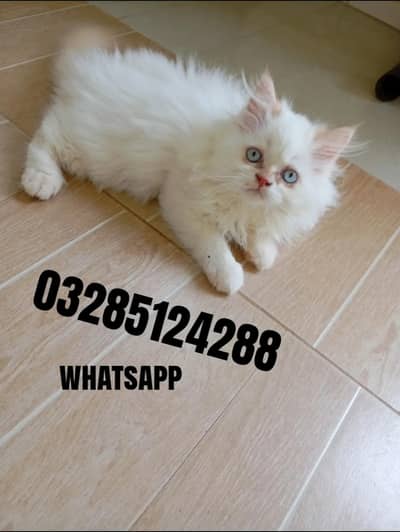Persian cat
