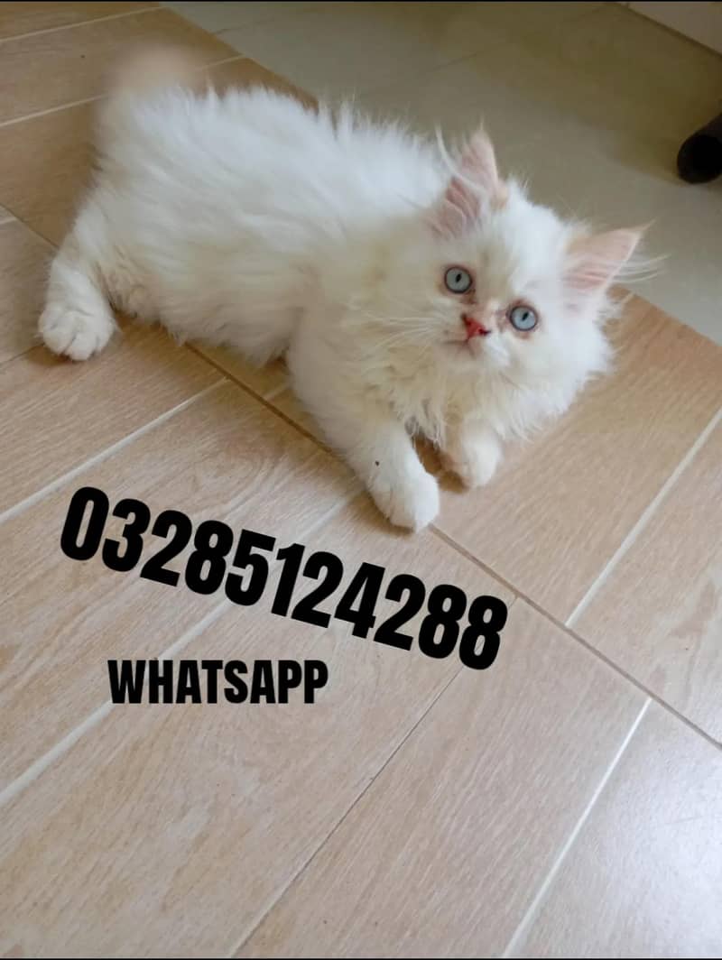 Persian cat 0