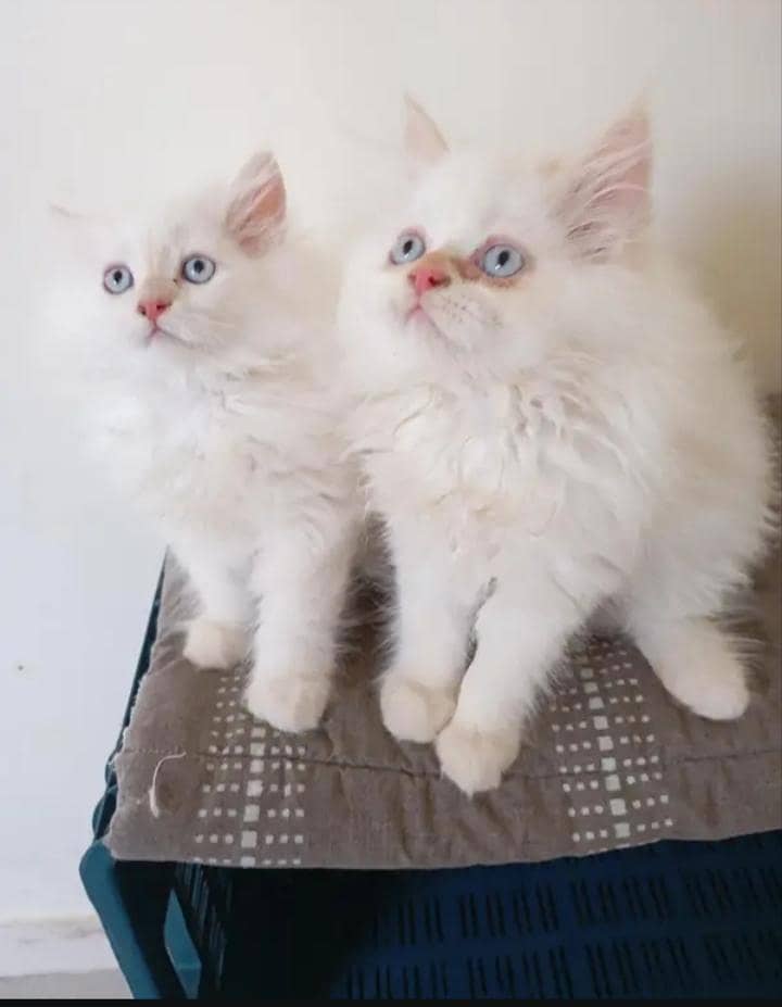 Persian cat 1