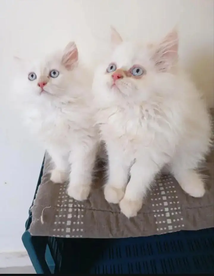 Persian cat — photo 2