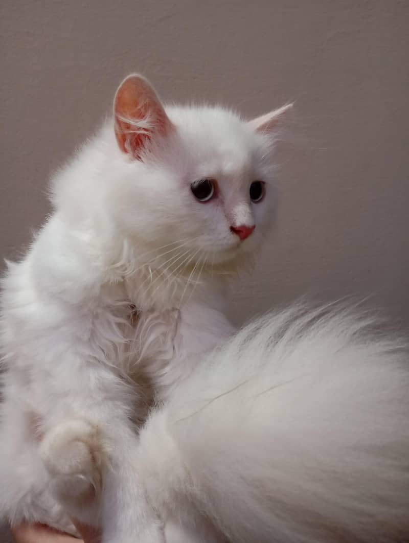 Persian cat 2