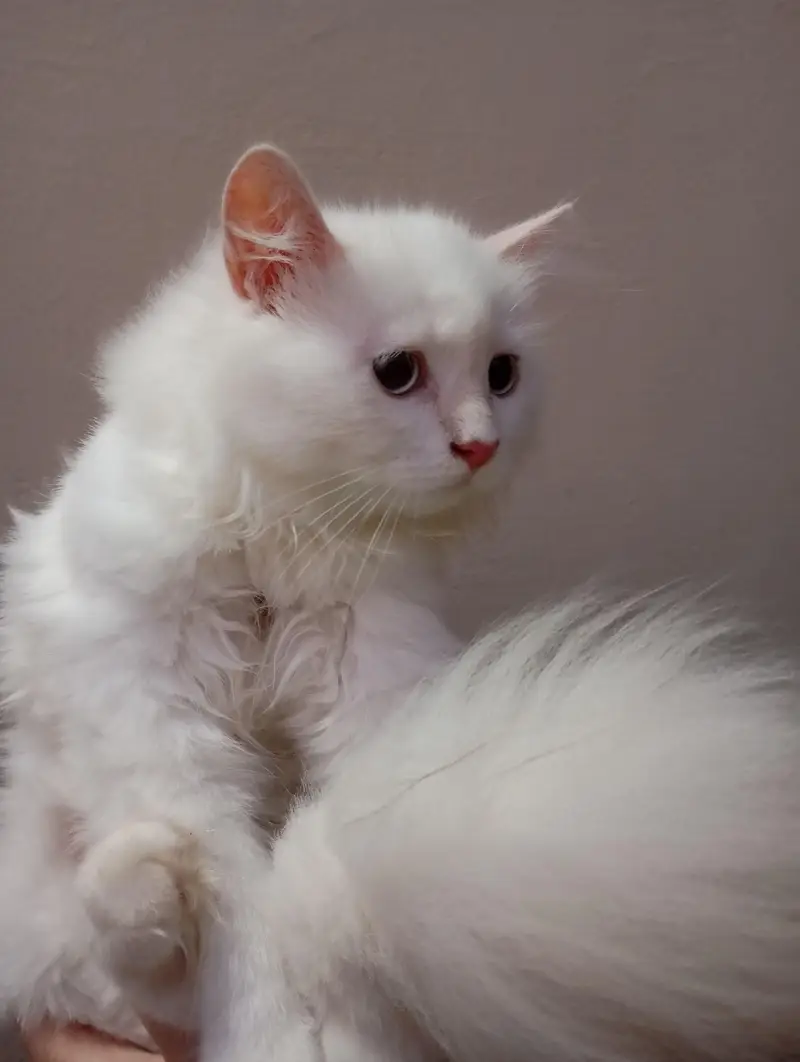 Persian cat — photo 3
