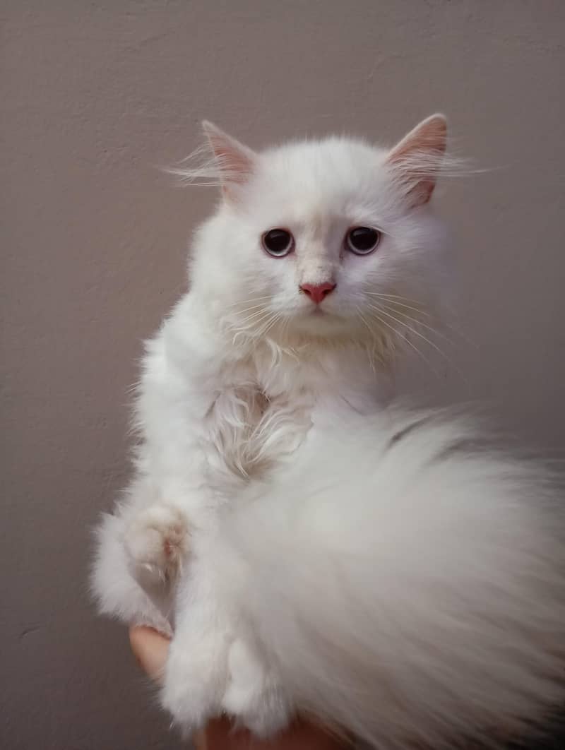 Persian cat 3