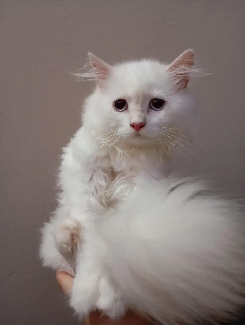 Persian cat — photo 4