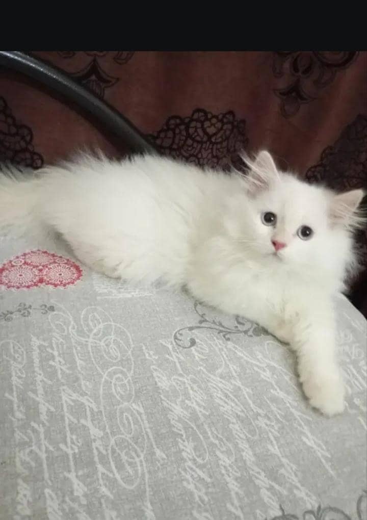 Persian cat 4
