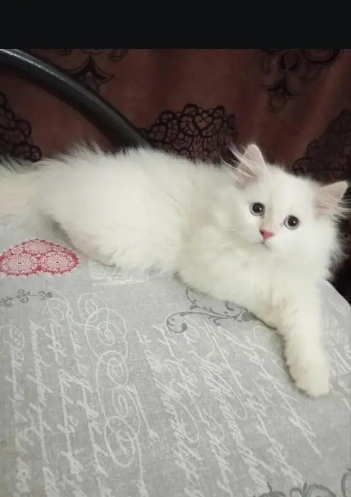 Persian cat — photo 5