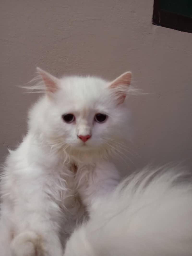 Persian cat 5