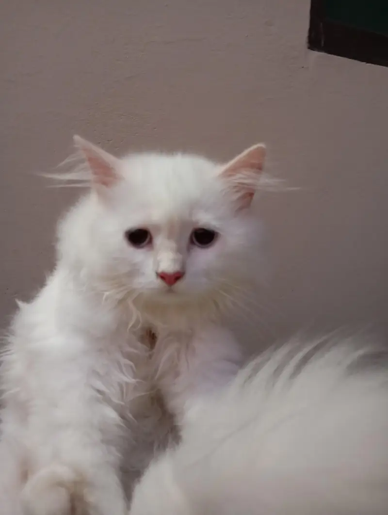 Persian cat — photo 6