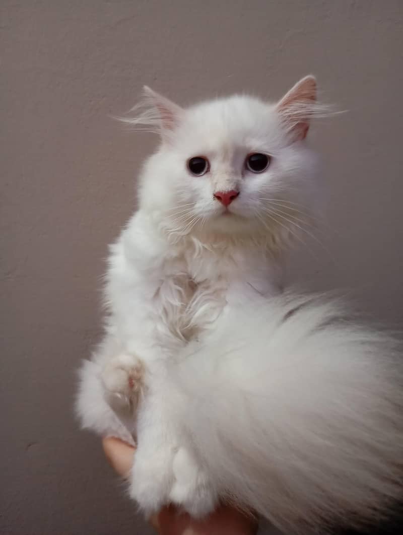 Persian cat 6
