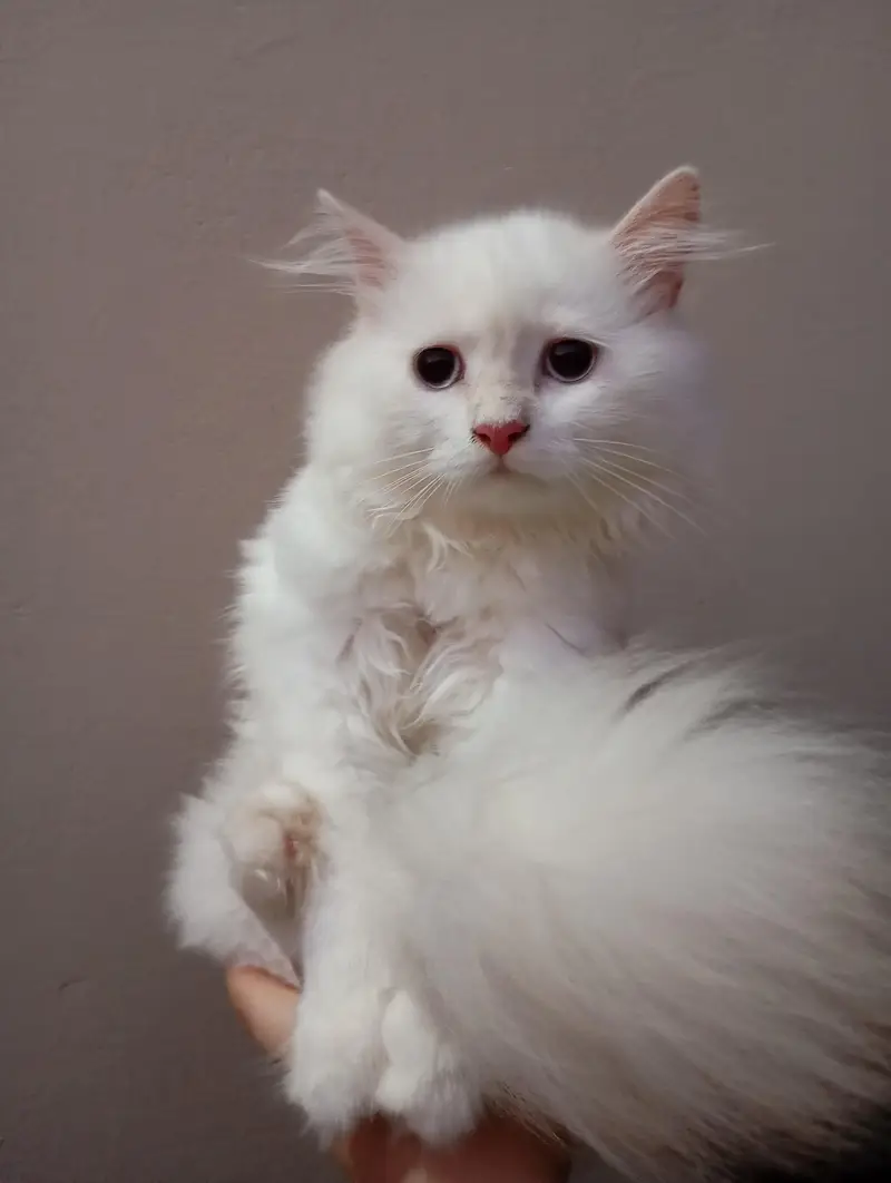 Persian cat — photo 7