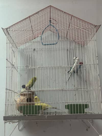 Parrot