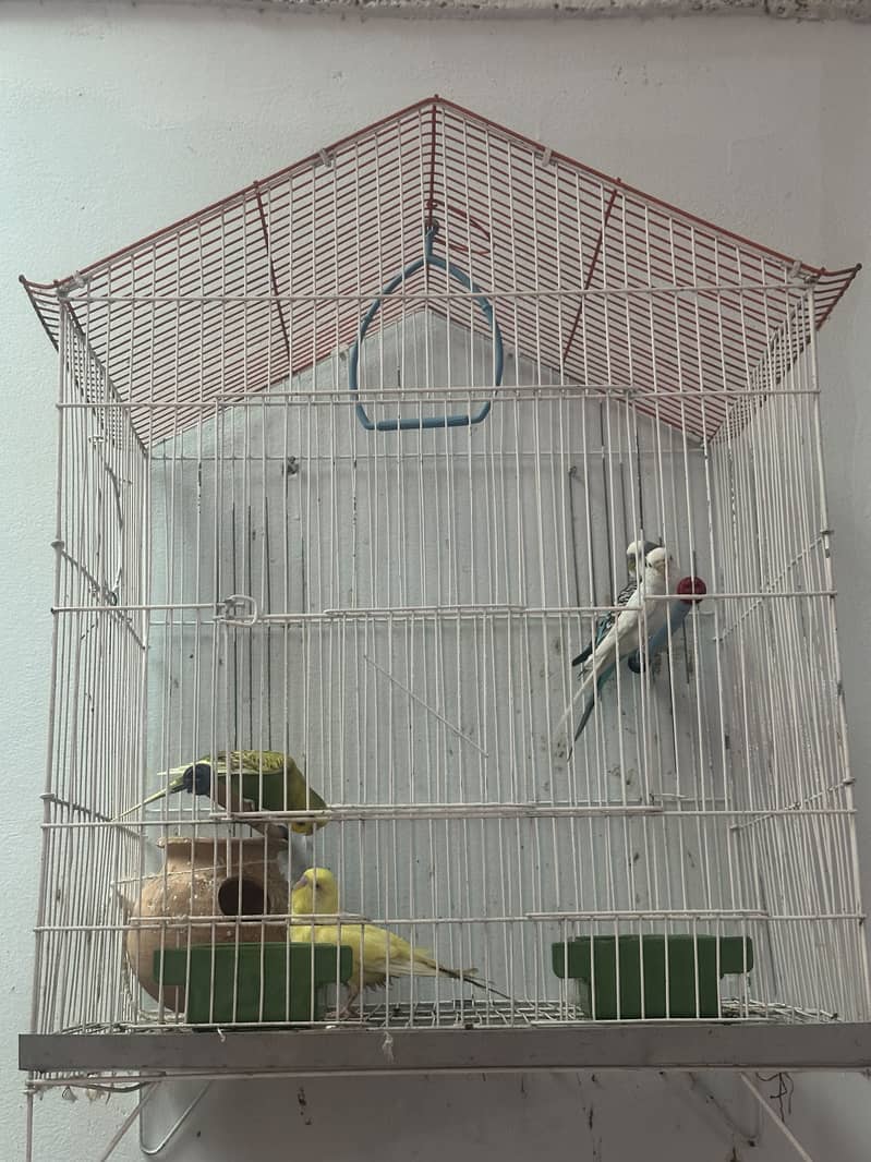 Parrot 1