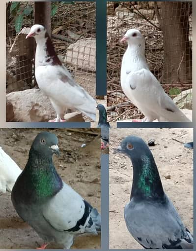 2 pigeons pair for sale