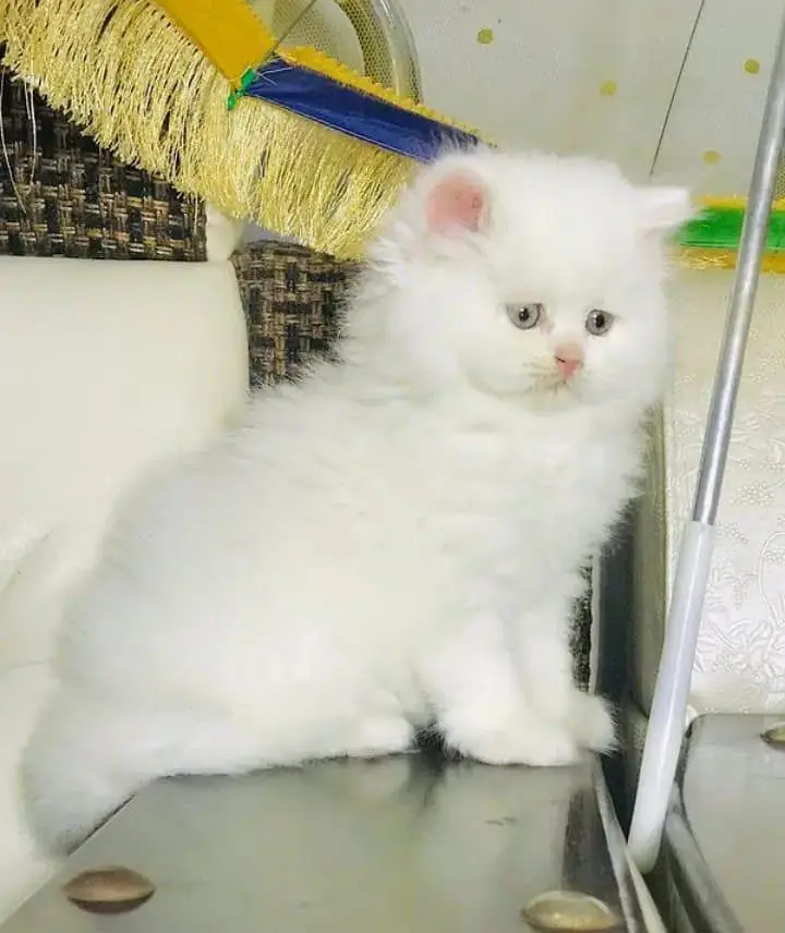 Persian cat 2month vaccinated — photo 3