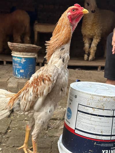 sale for hens