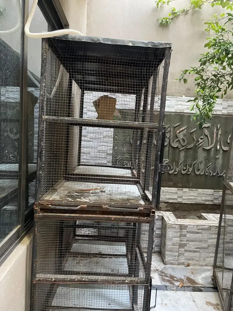 Birds cages — photo 5