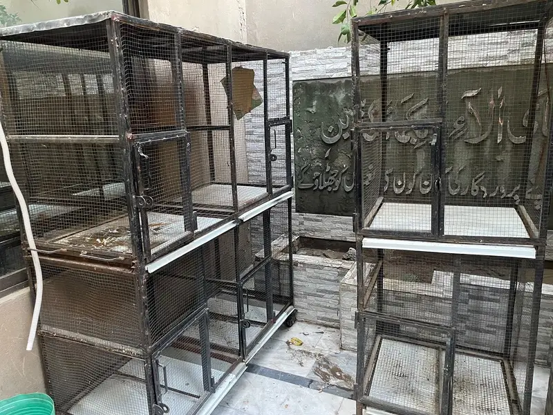 Birds cages — photo 6