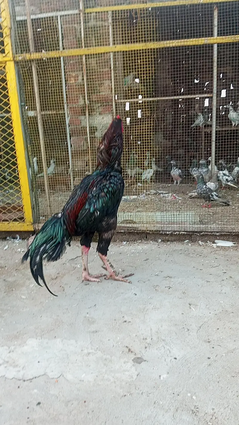 important Breed — photo 4