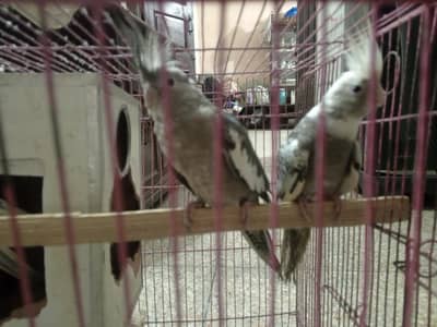 cocktails birds