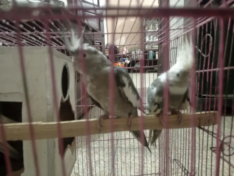 cocktails birds — photo 2