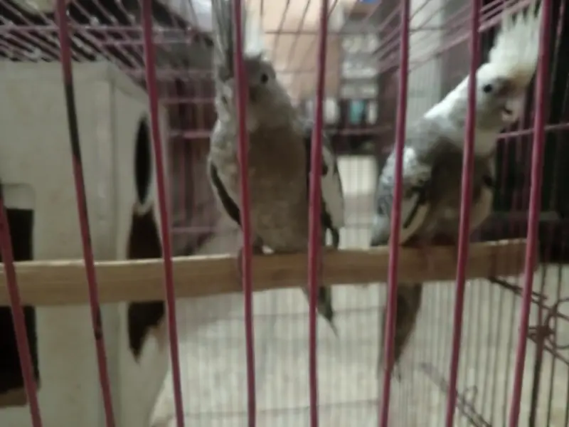 cocktails birds — photo 3