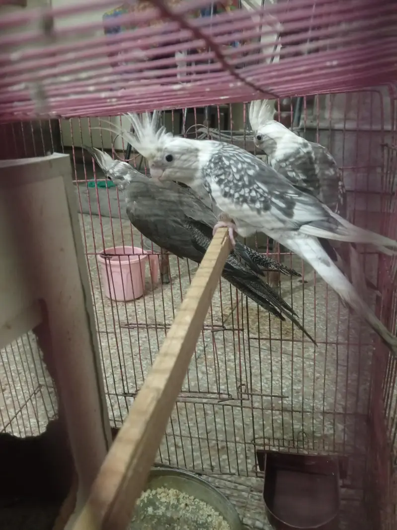 cocktails birds — photo 10