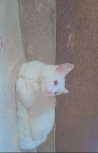 persian cat odd eyes double coat
