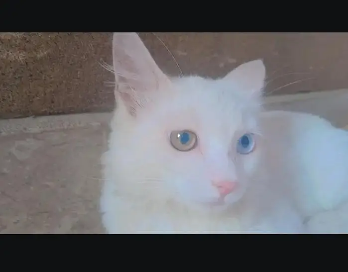 persian cat odd eyes double coat — photo 2