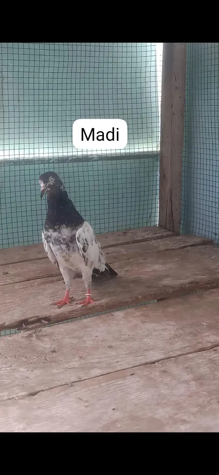 CH Sakhi Kalsira Teddy Male/Ch Sakhi Salara Teddy Female — photo 2
