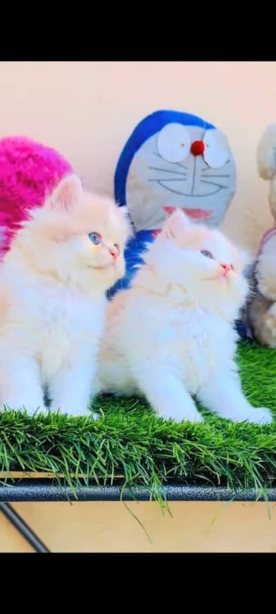 Quality Persian Punchface cat & kitten. moreWhatsApp 03704602354