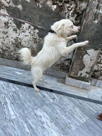Russian dog pair