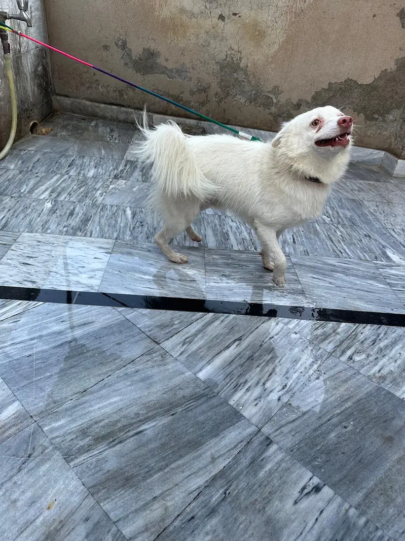 Russian dog pair — photo 4