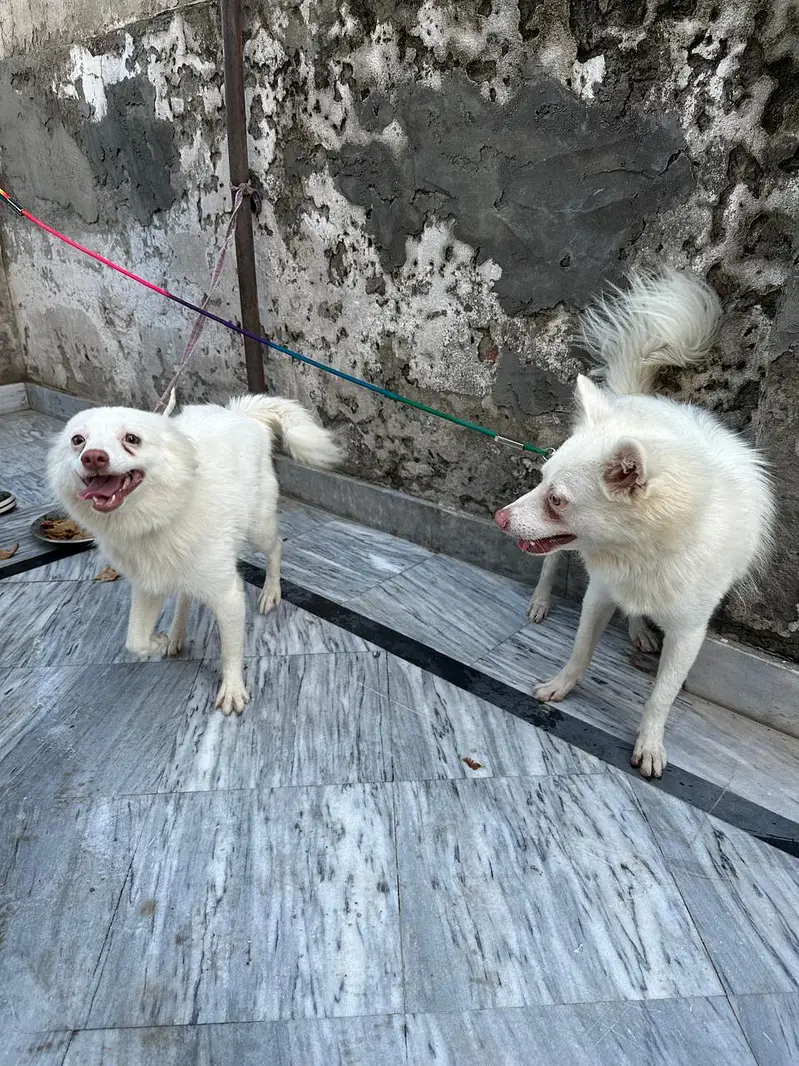 Russian dog pair — photo 6