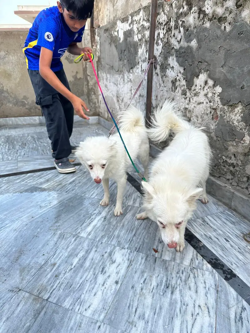 Russian dog pair — photo 7